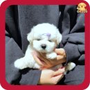 오케이울진