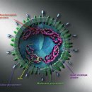 조류 인플루엔자(AI) 및 사스(SARS) 이미지