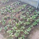 안이하우스 이미지