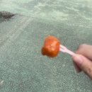 도은조경