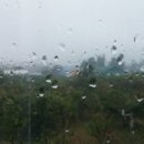 보슬비 Daum카페