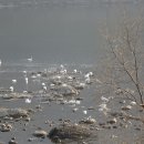 백덕순의 사진여행 76 . 겨울 철새들의 낙원 이미지