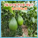 순이농원 | 7월 장마철 몰진밭농원 하우스 한라봉 매달기
