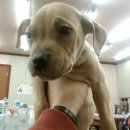 월드켄넬 이미지