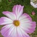 공작산비룡펜션 이미지