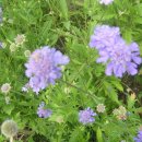 식물도감 이미지