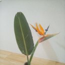 라넌