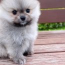 MY DOG(마이도그) 이미지