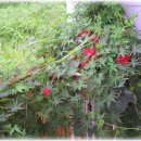 철성농장 이미지