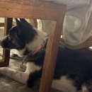 달래(Dalae) 이미지