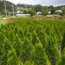 에메랄드그린 이미지