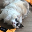 디에스덴탈 이미지