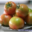 한마음토마토 이미지