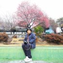 홍매화 한그루가 우리를 행복하게 해주었습니다. 3.2 이미지