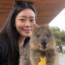 알뜰주유소 앞 교통섬 | 퍼스 여행 로트네스트 쿼카섬 당일치기 페리 예약 할인코드