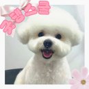 굿댕스쿨 이미지