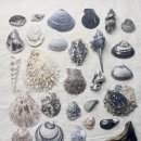 Pearl Shell 네이버블로그