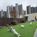 더봄(the봄) | 양평 애견유치원 더봄 The bom 호텔 카페 유치원 넓은 운동장까지 완벽함