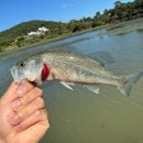 죽림낚시 이미지