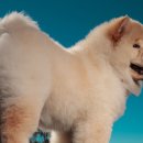 도그앤캣 이미지