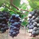 장창수농장 이미지