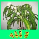 행운가득 Daum카페