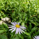 장계로터리 이미지