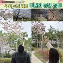강서구-79 | 부산 근교 벚꽃 피크닉 히든 플레이스 공개