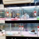 예림애견용품 아울렛 이미지