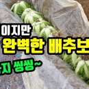 겨울철 배추 간편보관법 이미지