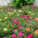 사천(순천) 이미지