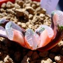 하월시아 - Haworthia truncata 'Lime Green' x pygmaea, Haworthia truncata 'Mangetu',Haworthia truncata 'Misty Rain' ....... 64. 이미지