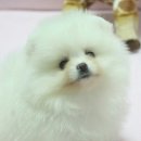 Pom생Pom사 이미지