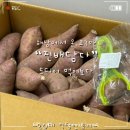 진배 | 해남 고구마_ 진배담다/ 솔직후기 빠른배송과 야무진 맛