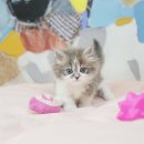 도그마루 강아지 고양이 동탄점 이미지