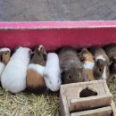 다정목장 이미지