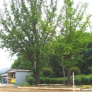 곡송초등학교 이미지