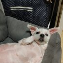 선아덴탈 이미지