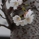 제주 신례리 왕벚나무 자생지 | 왕벚나무 Prunus yedoensis