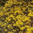 개나리약국 이미지