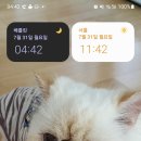 튠아델 이미지