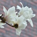 예산읍043 Daum카페