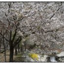 옥당걸숲속 이미지