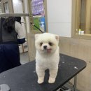 충남애견미용학원