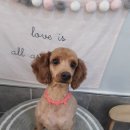 퐁이네 애견 이미지