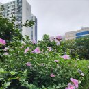 무궁 무궁 무궁화 🌺 이미지