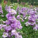 비단향꽃무 이미지