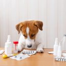 더파크동물의료센터 이미지