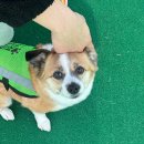삼학사로2길 | 송파 반려견 놀이터 입장방법 변경 QR PetPass 정보 서울 무료 강아지 운동장