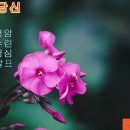 알뜰한 당신 - (황금심) 이미지